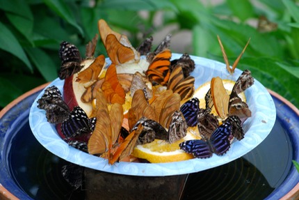 butterflies-feeding-on-fruit