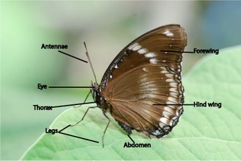 butterfly-anatomy