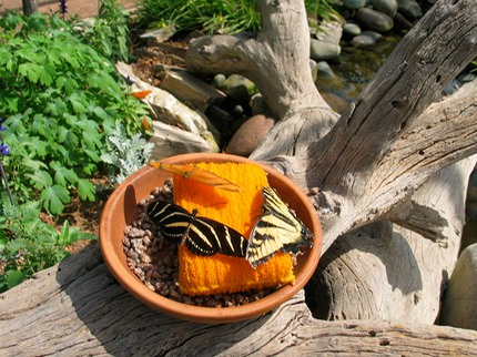 butterfly-feeder-more active