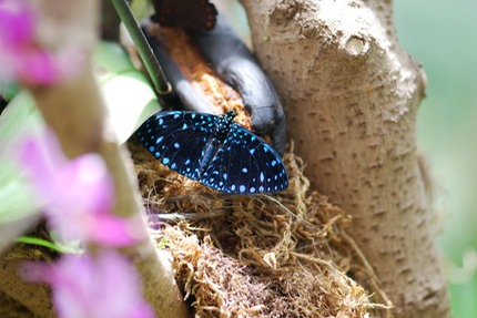 How to feed butterflies in captivity with artificial feeders Blog