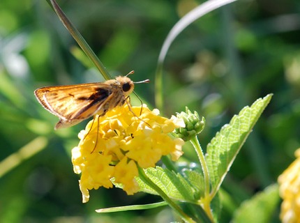 butterfly-or-moth