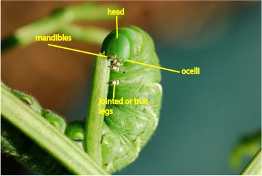 caterpillar-anatomy-head
