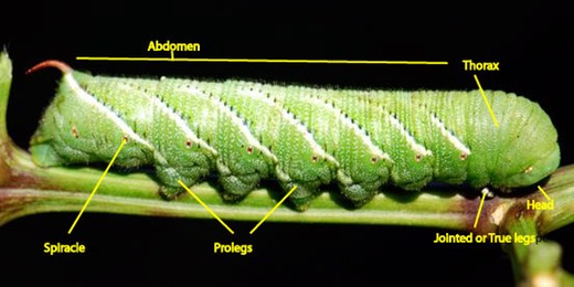 Caterpillar and butterfly anatomy | Growing With Science