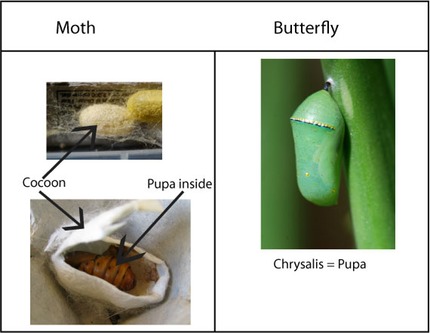 Cocoon Chrysalis Identification Chart