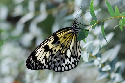 paper-kite-Idea-leuconoe-111.JPG