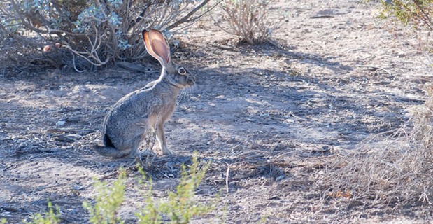 jackrabbit-b