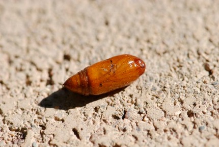 moth-pupa