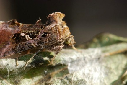 moth-with-fuzzy-top