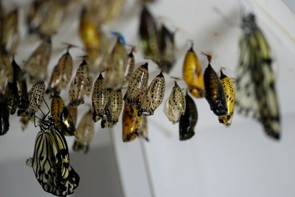 paper-kite-Idea-leuconoe-chrysalids