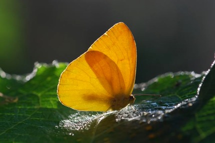 sulphur-butterfly