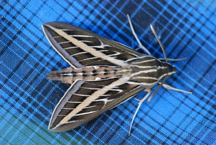 white-lined-sphinx-moth-2