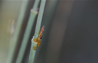 oleander aphids