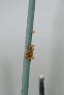 oleander aphids