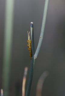oleander aphids