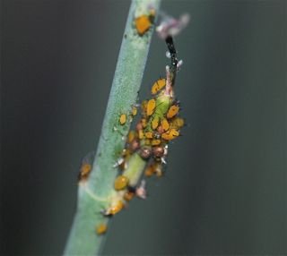 oleander aphids