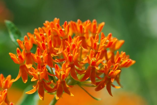 Seed of the Week: Butterfly Weed – Growing With Science Blog