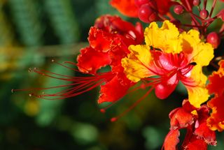 red bird of paradise