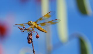 dragonfly