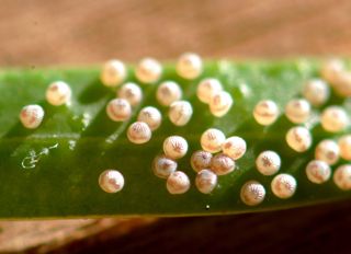 Insect Eggs – Growing With Science Blog