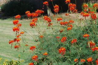 red bird of paradise