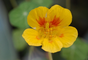 nasturtium