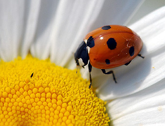 ladybug