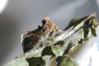 cabbage looper moth
