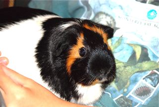 guinea