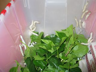 silkworm caterpillar