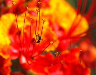 flower fly