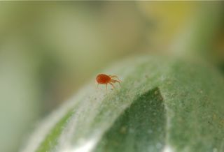 red mite