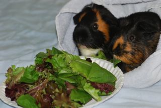 guineas