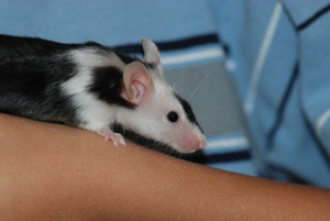 mouse