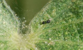 Bug of the Week: Spider Mite Predators – Growing With Science Blog