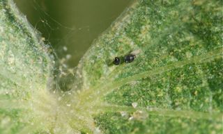 spider mite destroyer beetle