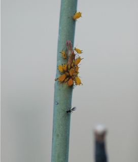 aphid wasp