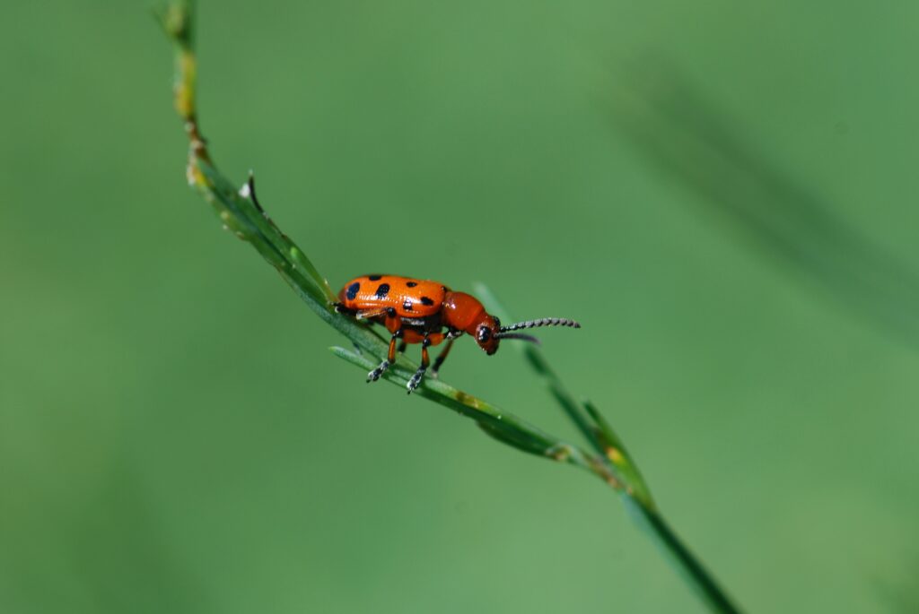 asparagus beetle