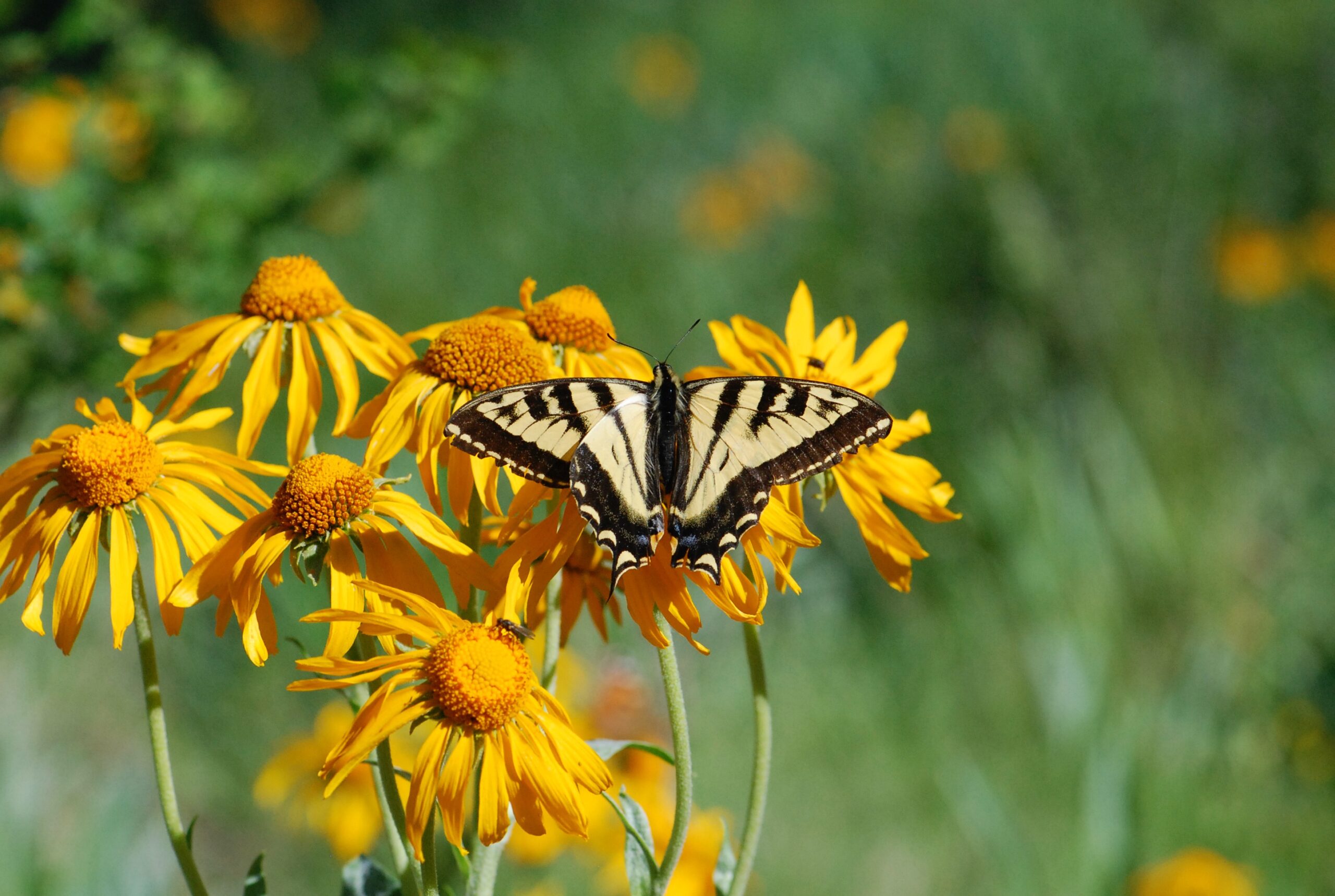 swallowtail butterfly